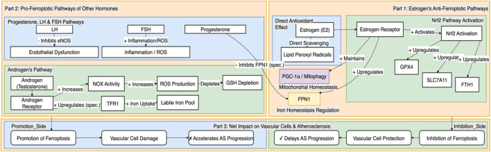 Sex hormone-specific regulation of ferroptosis in vascular cells in atherosclerosis: molecular mechanisms and targeted strategies.