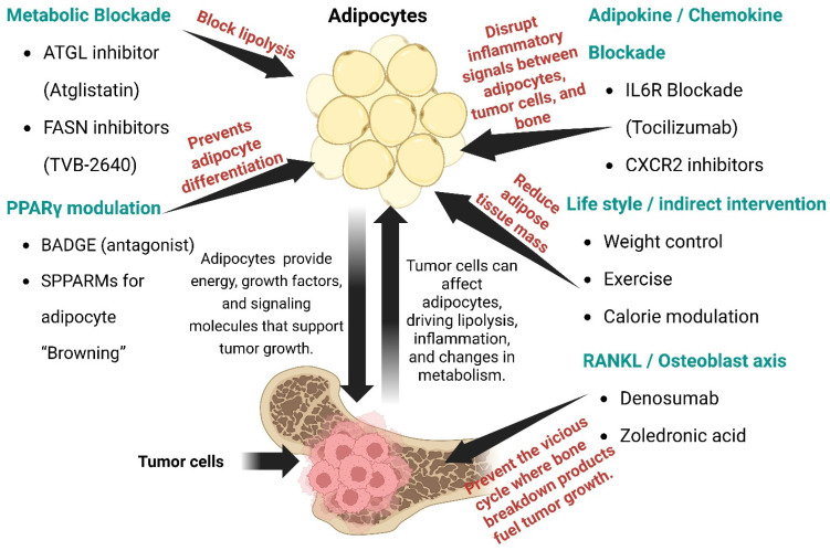 Adipocyte-Tumor Interactions in the Bone Marrow Niche: Implications for Metastasis and Therapy.