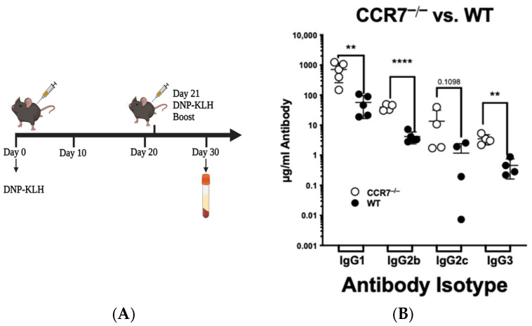 Signaling via C-C Chemokine Ligand 19 and Extracellular Regulated Kinase 5 in T Cells Limits the Humoral Adaptive Immune Response in Mice.