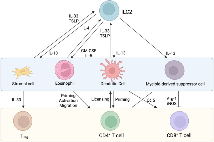 Unspoken words: decoding the dialog between type 2 innate lymphoid cells and T cells.