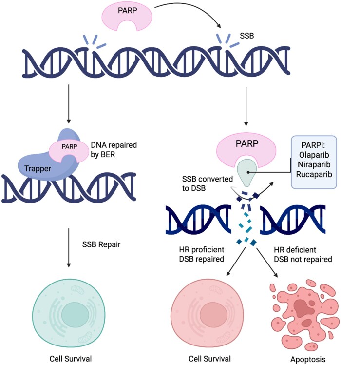 PARP inhibitors in gastric cancer: unlocking precision oncology.