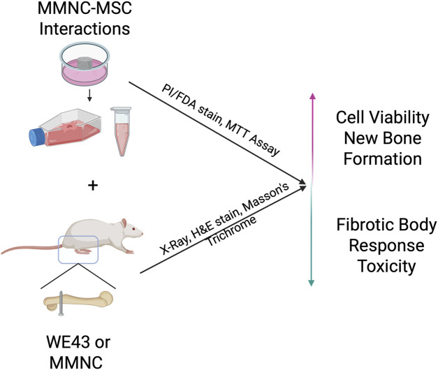 <i>In vitro</i> and <i>in vivo</i> biodegradation and biocompatibility assessment of magnesium composites for bone implants.
