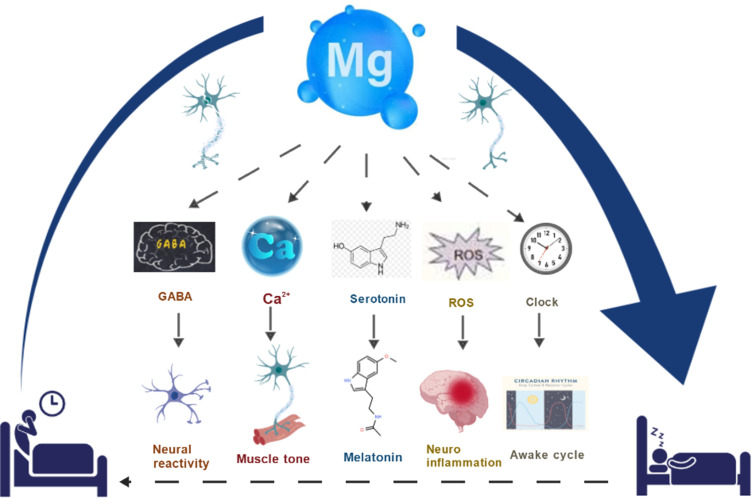 The Mechanisms of Magnesium in Sleep Disorders.