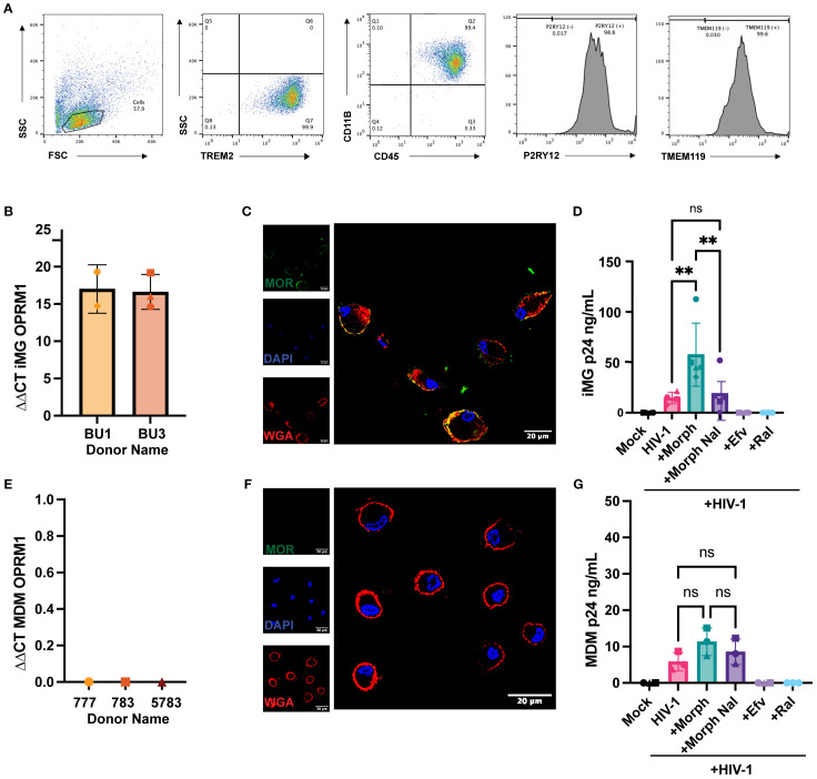 Mu opioid receptor activation in microglia enhances HIV-1 infection and HIV-infection-induced inflammatory responses.