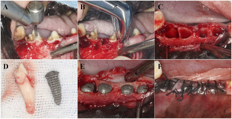 Animal experiment on osseointegration of porous titanium root analogue implants with composite CSn-TAK242 coating.