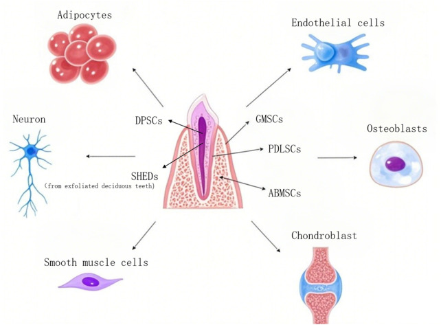 The application of dental mesenchymal stem cells (DMSCs) in the repair of oral and maxillofacial defects.