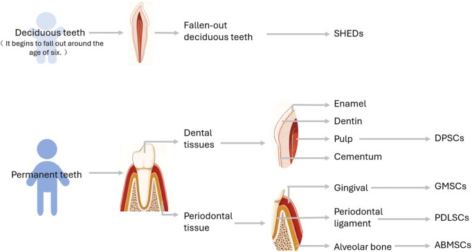 The application of dental mesenchymal stem cells (DMSCs) in the repair of oral and maxillofacial defects.