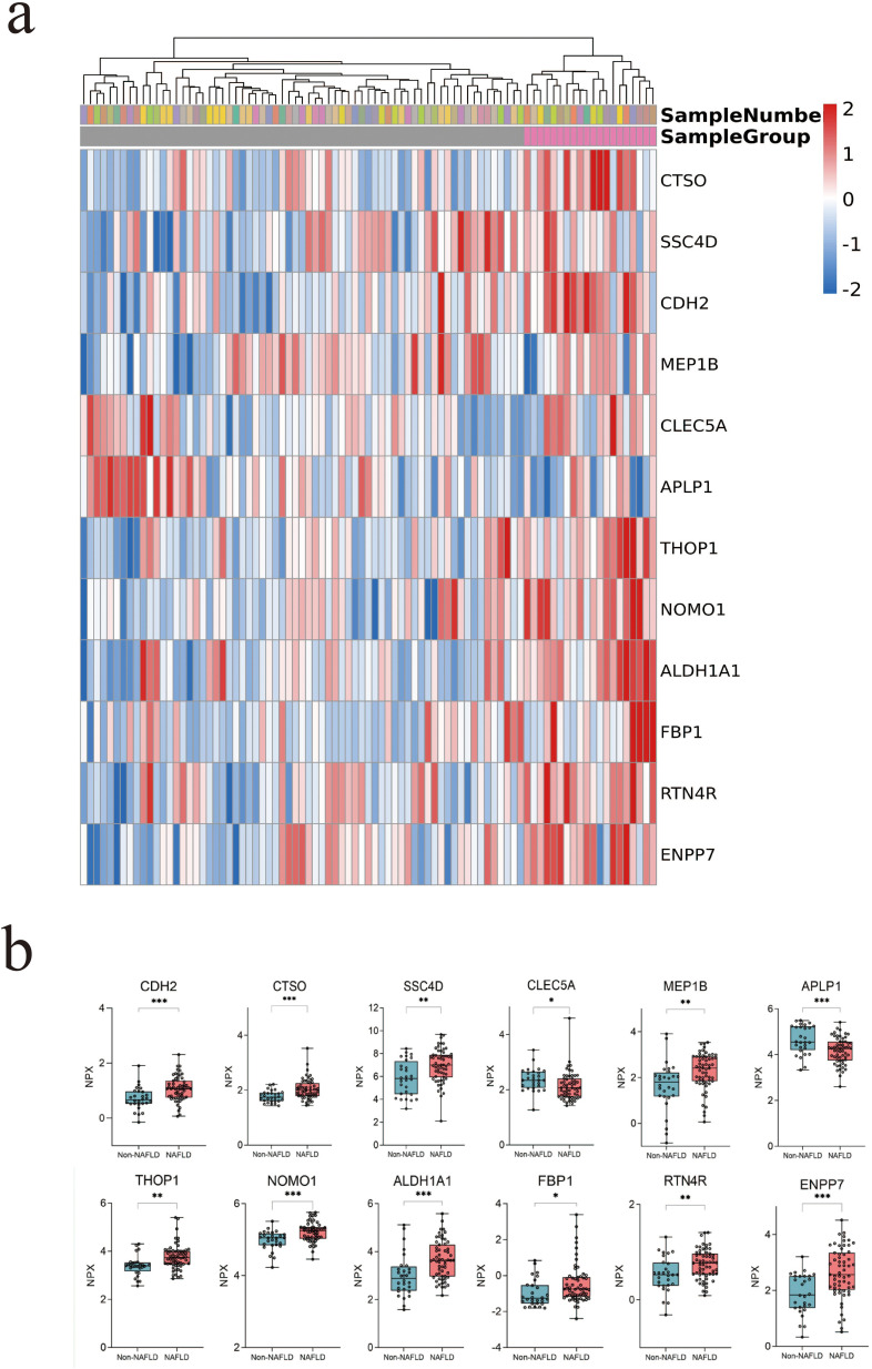Proteome Profiling Identifies CDH2 as a Potential Screening Marker for NAFLD and Liver Fibrosis in the Snoring Population.
