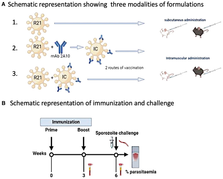 Subcutaneous administration of the malaria R21/Matrix M vaccine and immune complex formation with anti-circumsporozoite protein mAb 2A10 elicit protective efficacy in mice.