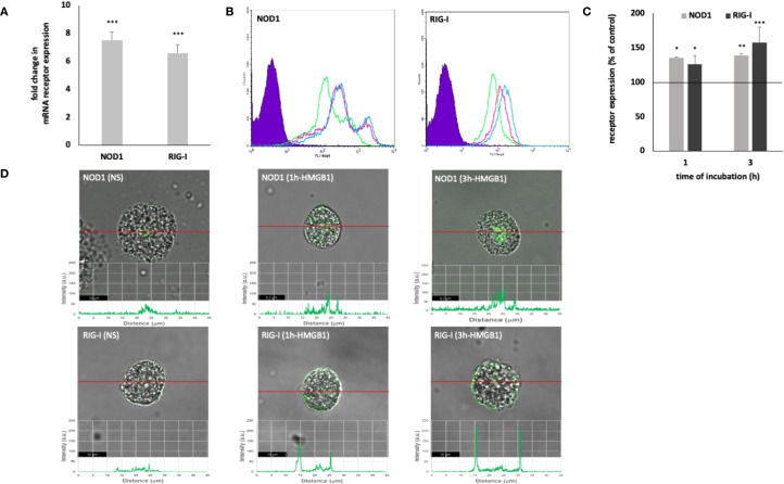 HMGB1-dependent signaling in the regulation of mast cell activity during inflammation.