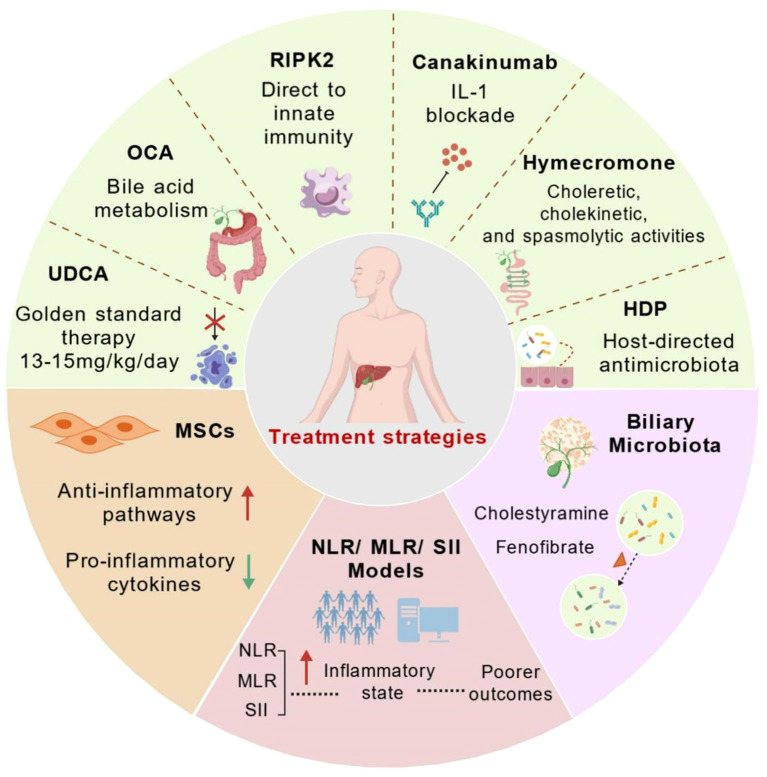 Innate immunity of bile and cholangiocytes in primary biliary cholangitis.