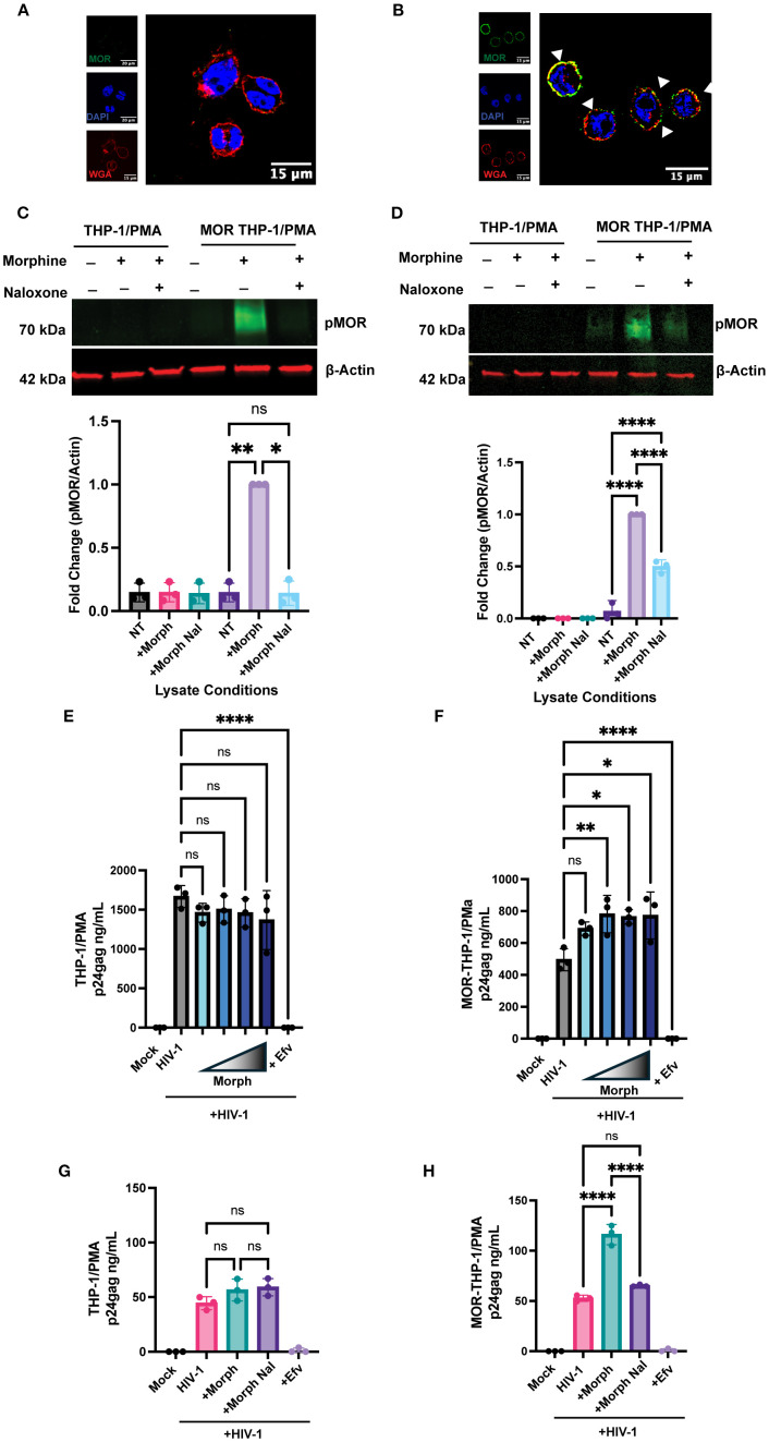 Mu opioid receptor activation in microglia enhances HIV-1 infection and HIV-infection-induced inflammatory responses.