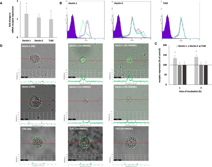 HMGB1-dependent signaling in the regulation of mast cell activity during inflammation.