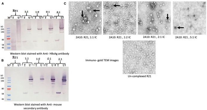 Subcutaneous administration of the malaria R21/Matrix M vaccine and immune complex formation with anti-circumsporozoite protein mAb 2A10 elicit protective efficacy in mice.