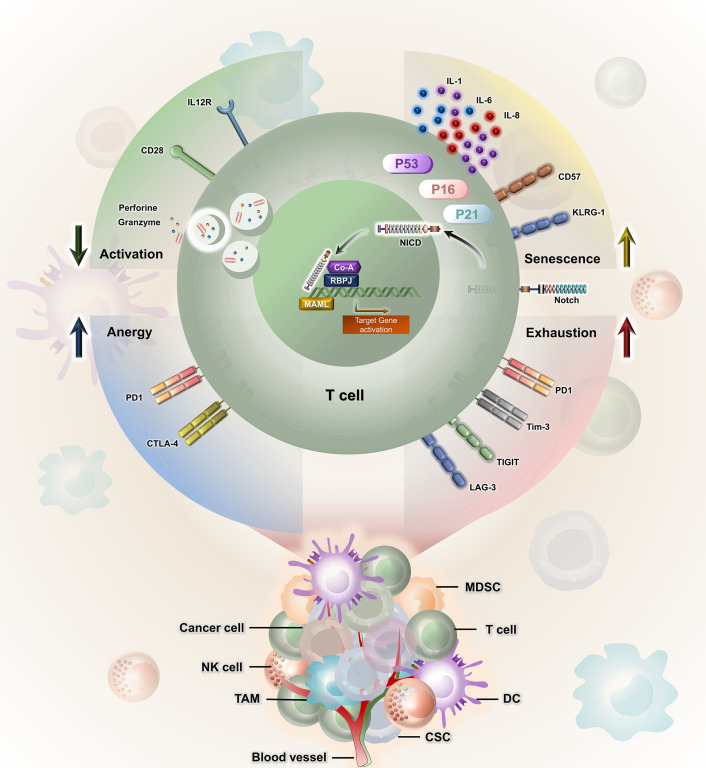 Notch signalling in T cells: bridging tumour immunity and intratumoral cellular crosstalk.