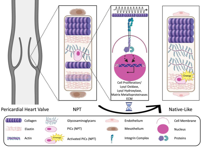 Mechanotransduction of autotransplants: remodeling potential of heart valves from autologous pericardial tissue.