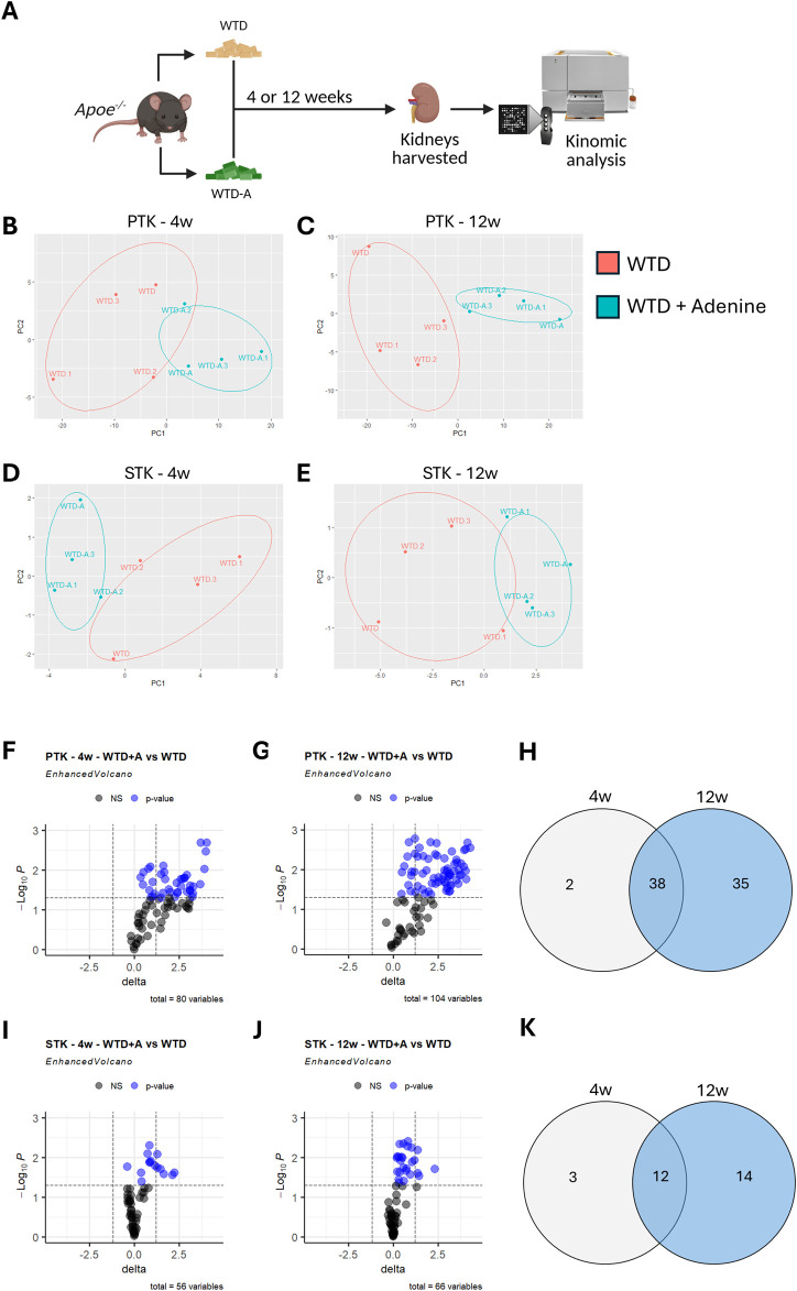 Unbiased kinome profiling identifies key and novel mediators of chronic kidney disease in hyperlipidemic mice.