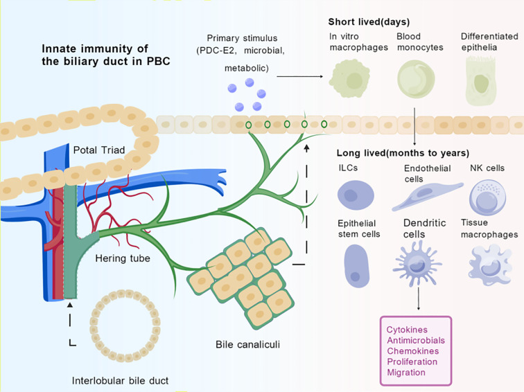 Innate immunity of bile and cholangiocytes in primary biliary cholangitis.