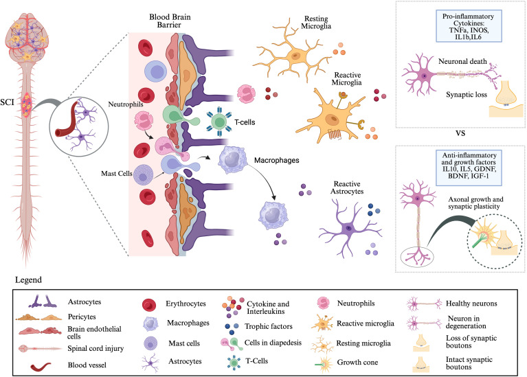 Neuroinflammation: targeting microglia for neuroprotection and repair after spinal cord injury.