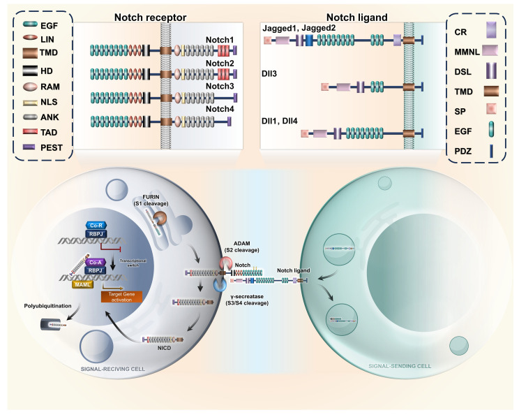 Notch signalling in T cells: bridging tumour immunity and intratumoral cellular crosstalk.