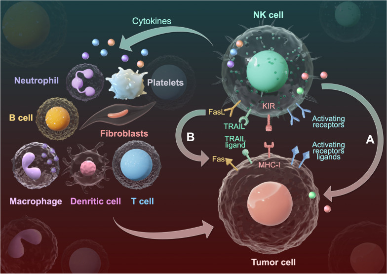 The role of NK cells in regulating tumorimmunity: current state, challenges and future strategies.