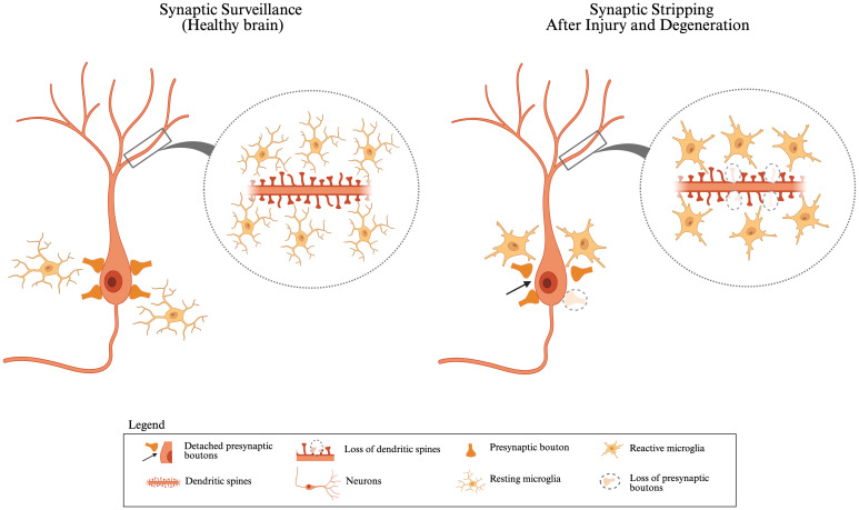 Neuroinflammation: targeting microglia for neuroprotection and repair after spinal cord injury.