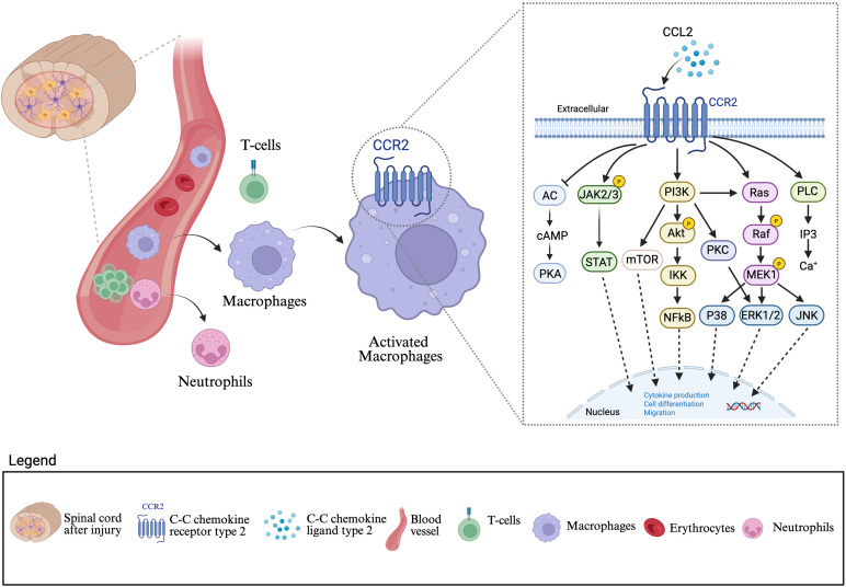 Neuroinflammation: targeting microglia for neuroprotection and repair after spinal cord injury.