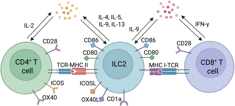Unspoken words: decoding the dialog between type 2 innate lymphoid cells and T cells.