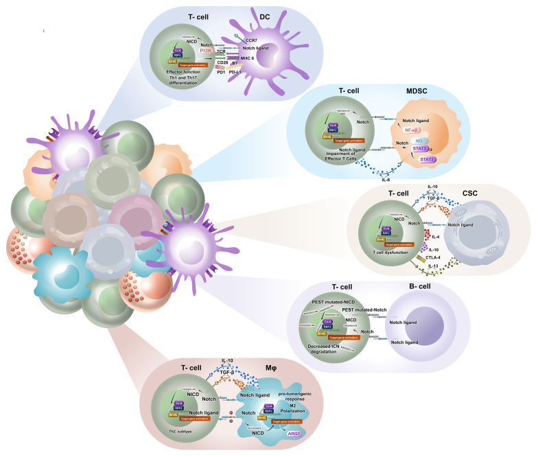 Notch signalling in T cells: bridging tumour immunity and intratumoral cellular crosstalk.