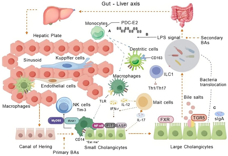 Innate immunity of bile and cholangiocytes in primary biliary cholangitis.