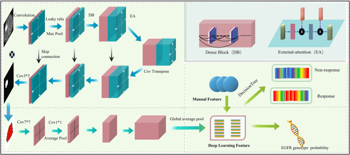 Deep learning on brain metastasis for predicting EGFR genotype and EGFR-TKI therapy response in metastatic NSCLC: a multicenter study.