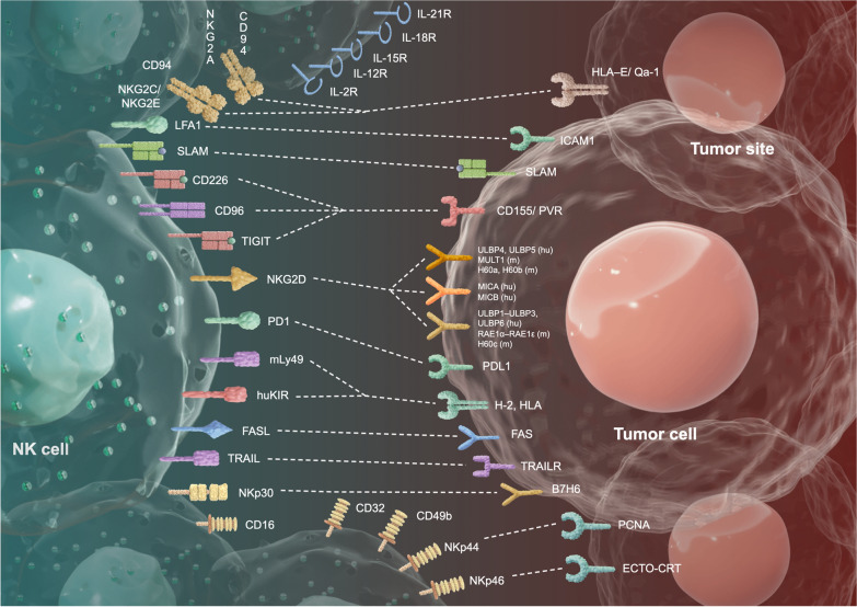 The role of NK cells in regulating tumorimmunity: current state, challenges and future strategies.