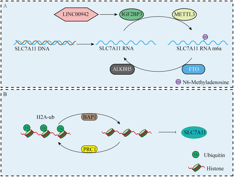 The Role of SLC7A11 in Tumor Progression and the Regulation Mechanisms Involved in Ferroptosis.