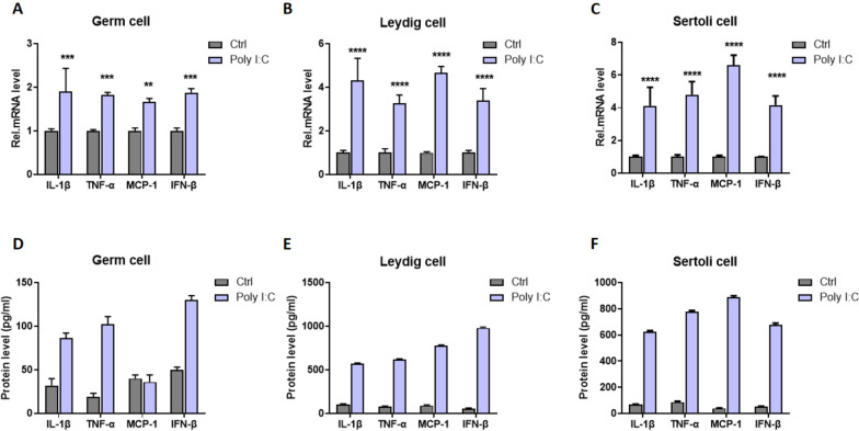 Targeting SHP-1 to alleviate testicular inflammation and apoptosis in a Poly(I:C)-induced orchitis model.
