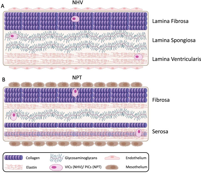 Mechanotransduction of autotransplants: remodeling potential of heart valves from autologous pericardial tissue.