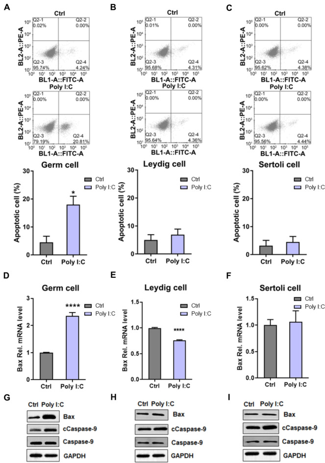 Targeting SHP-1 to alleviate testicular inflammation and apoptosis in a Poly(I:C)-induced orchitis model.