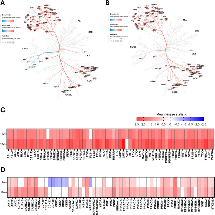 Unbiased kinome profiling identifies key and novel mediators of chronic kidney disease in hyperlipidemic mice.