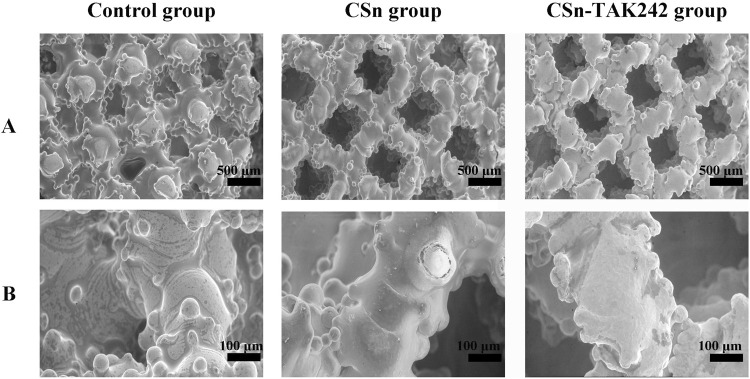 Animal experiment on osseointegration of porous titanium root analogue implants with composite CSn-TAK242 coating.