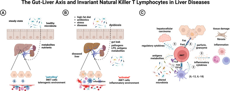 Invariant Natural Killer T lymphocytes as natural sensors for microbes: a two-edged sword in liver diseases.