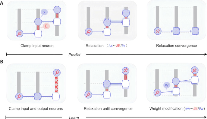 Inspires effective alternatives to backpropagation: predictive coding helps understand and build learning.
