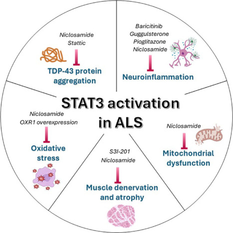 Biochemical dissection of STAT3 signaling in amyotrophic lateral sclerosis.