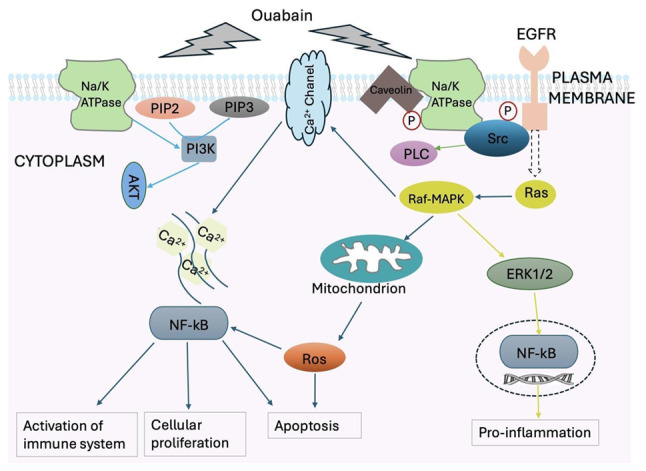 The role of Na,K‑ATPase in lung diseases (Review).