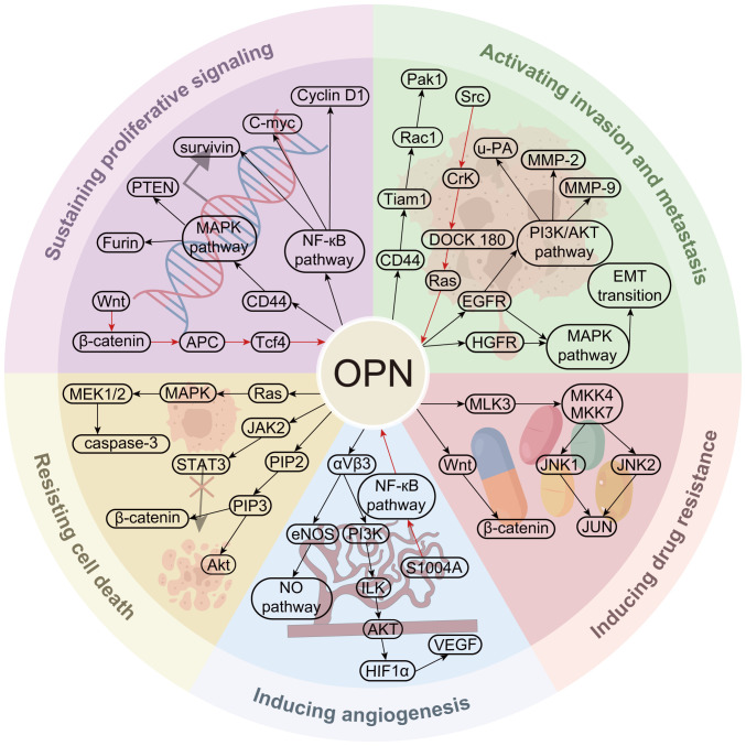 Role of osteopontin in cancer: From pathogenesis to therapeutics (Review).
