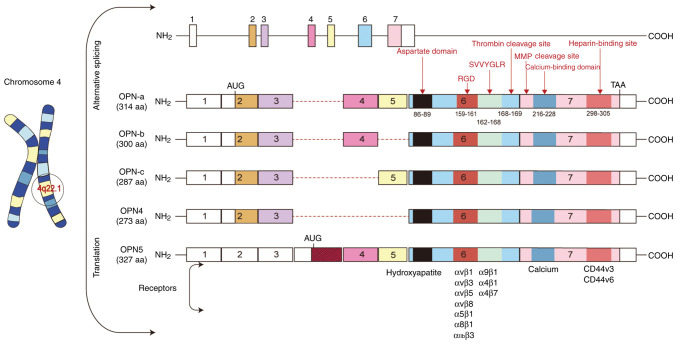 Role of osteopontin in cancer: From pathogenesis to therapeutics (Review).