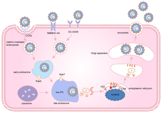 Current status of severe fever with thrombocytopenia syndrome in China (Review).