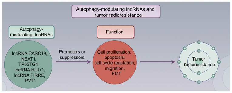 Role of autophagy‑modulating long non‑coding RNAs in tumor radioresistance (Review).