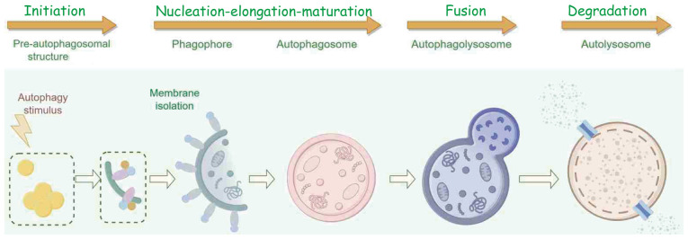 Role of autophagy‑modulating long non‑coding RNAs in tumor radioresistance (Review).