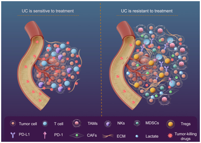 Role of the tumor microenvironment in promoting treatment resistance in urothelial carcinoma (Review).