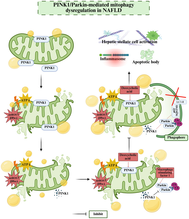 Mitophagy as a pivotal axis in non‑alcoholic fatty liver disease: From pathogenic mechanisms to therapeutic strategies (Review).