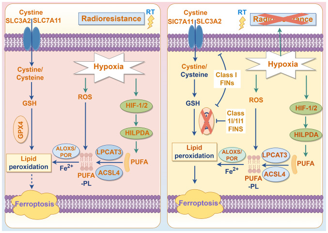 Emerging dual role of ferroptosis in lung cancer (Review).
